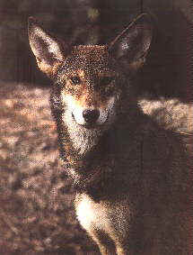 portwolf.jpg (10988 bytes)